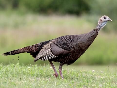 Wild Turkey