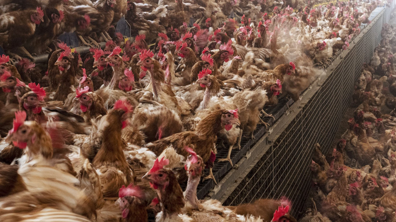 Slaughter House