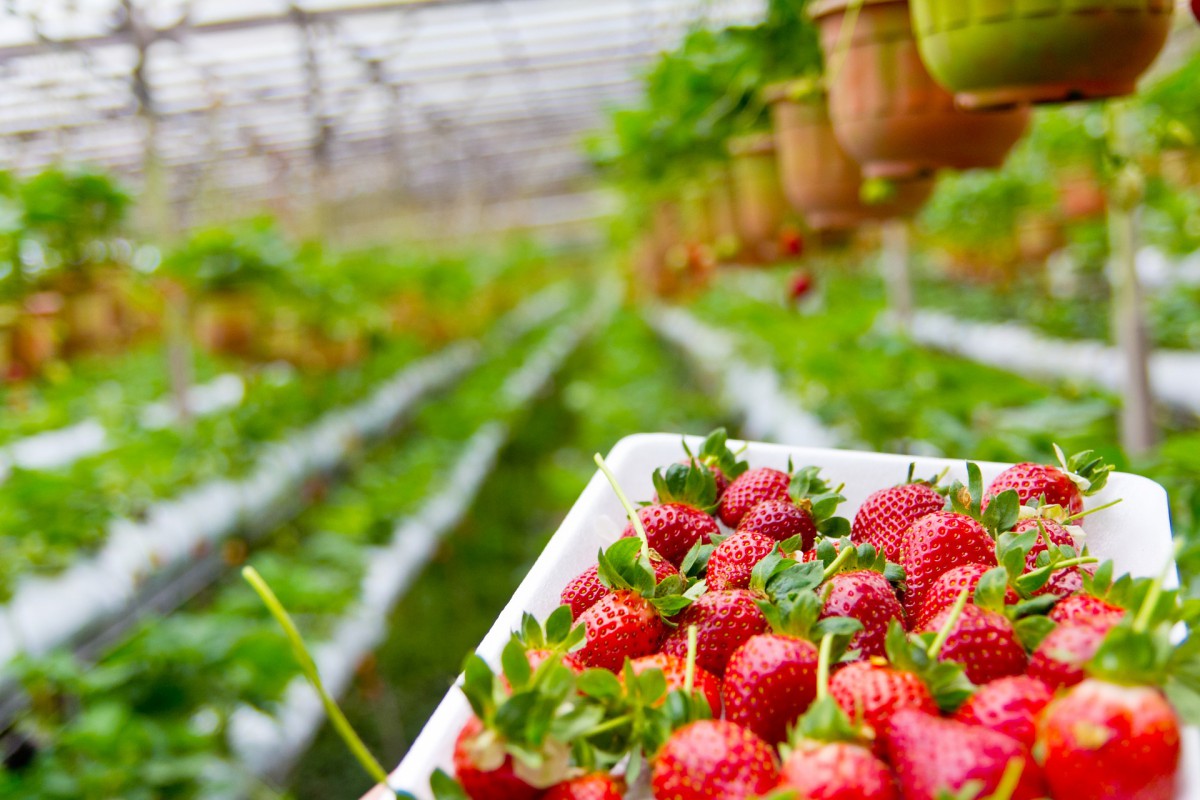 Crop Organic